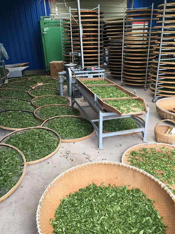 红茶绿茶受潮之后的处理办法